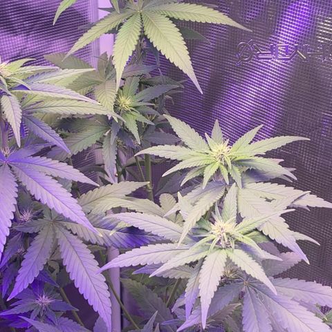Mimosa Evo growlog timeline photo