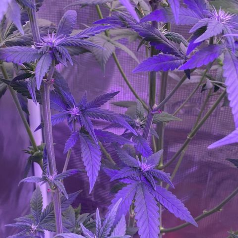 Mimosa Evo growlog timeline photo