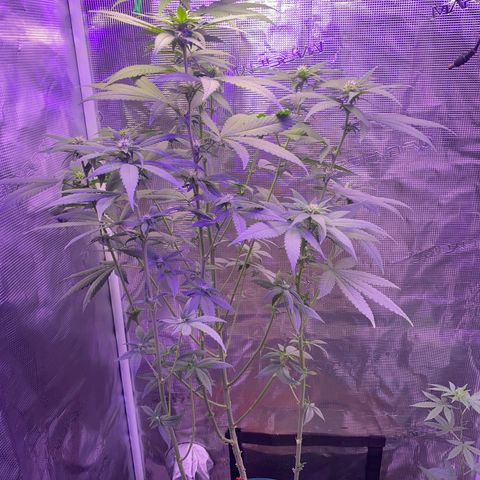 Mimosa Evo growlog timeline photo