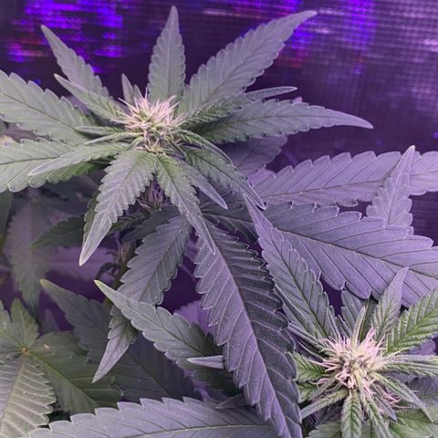 Mimosa Evo growlog timeline photo