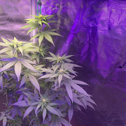 Mimosa Evo growlog timeline photo