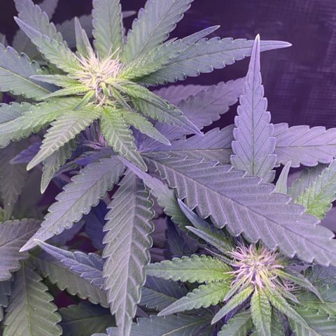 Mimosa Evo growlog timeline photo