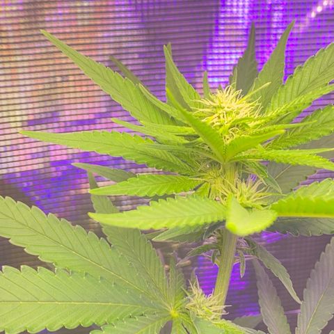 Mimosa Evo growlog timeline photo