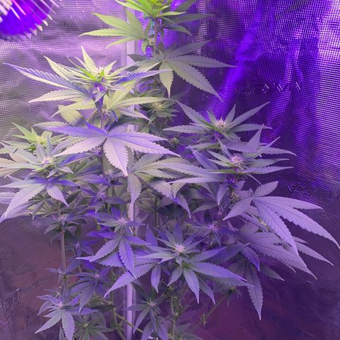 Mimosa Evo growlog timeline photo