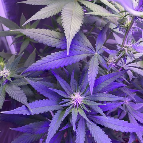 Mimosa Evo growlog timeline photo