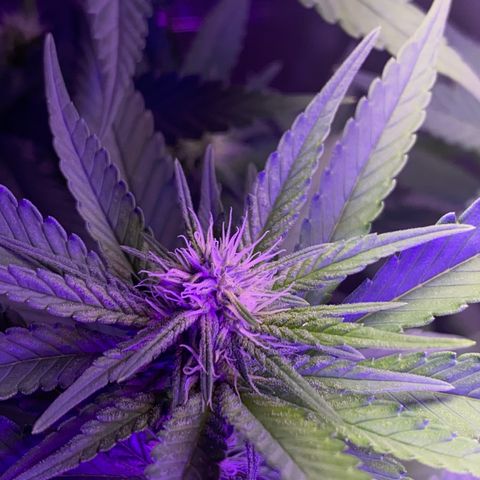 Mimosa Evo growlog timeline photo