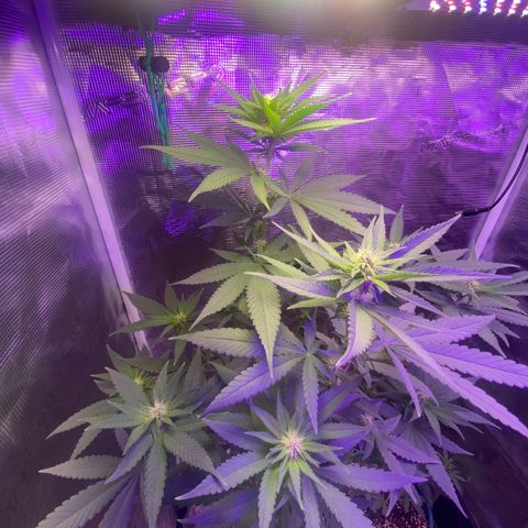 Mimosa Evo growlog timeline photo