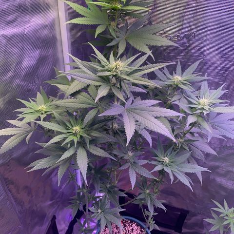 Mimosa Evo growlog timeline photo