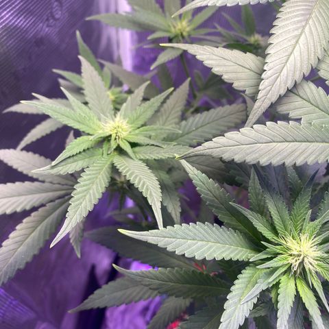 Mimosa Evo growlog timeline photo