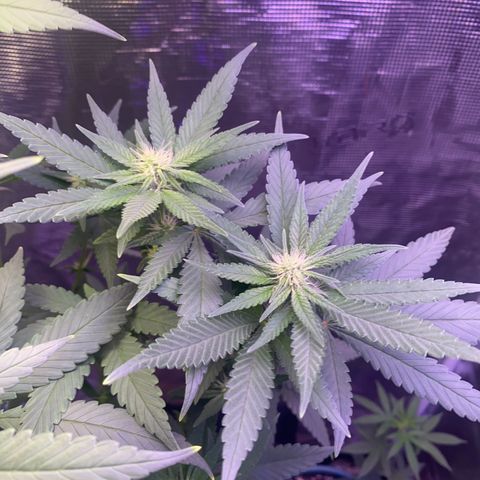 Mimosa Evo growlog timeline photo