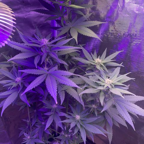 Mimosa Evo growlog timeline photo