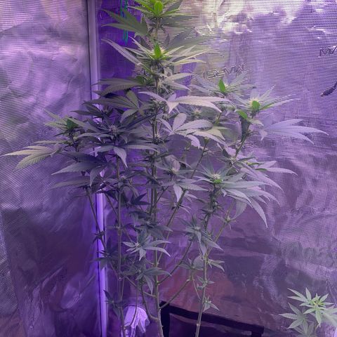 Mimosa Evo growlog timeline photo