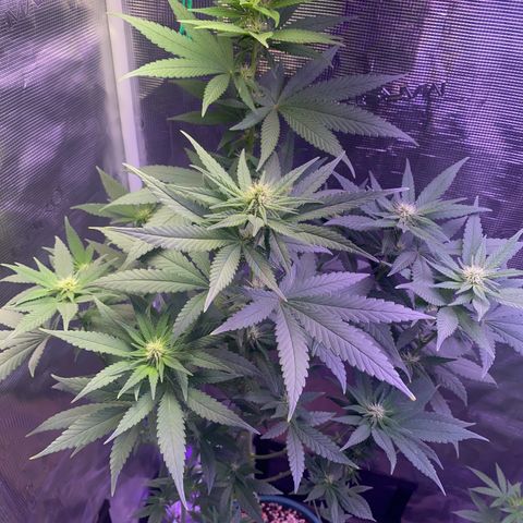 Mimosa Evo growlog timeline photo