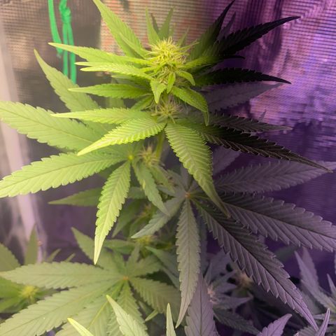 Mimosa Evo growlog timeline photo