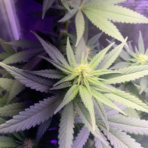 Mimosa Evo growlog timeline photo