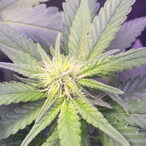 Mimosa Evo growlog timeline photo