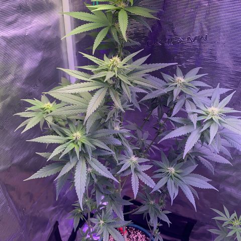 Mimosa Evo growlog timeline photo