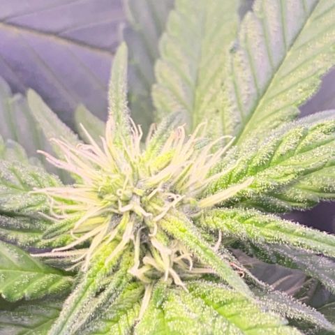 Mimosa Evo growlog timeline photo