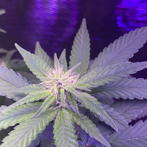 Mimosa Evo growlog timeline photo