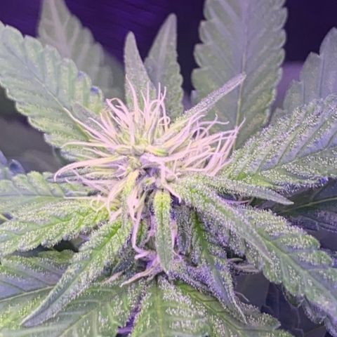 Mimosa Evo growlog timeline photo