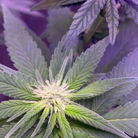 Mimosa Evo growlog timeline photo