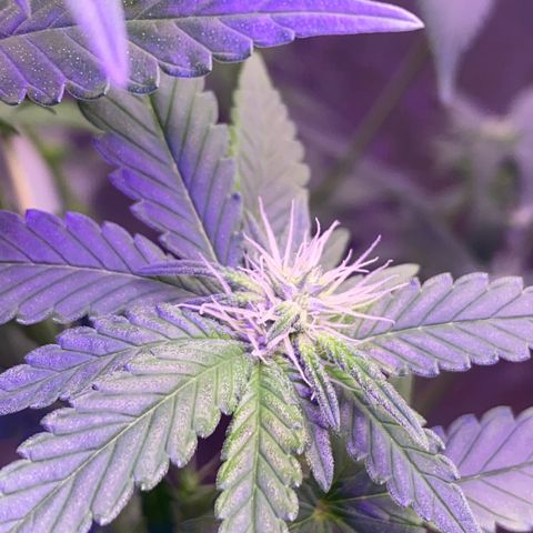 Mimosa Evo growlog timeline photo