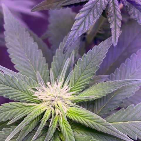 Mimosa Evo growlog timeline photo