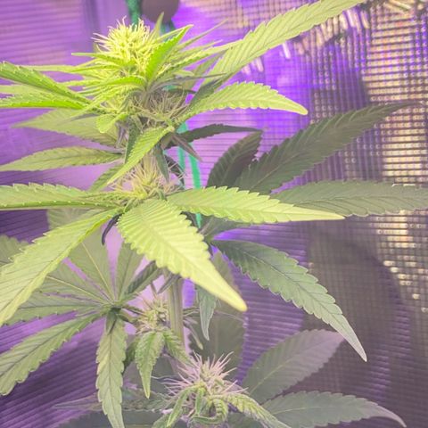 Mimosa Evo growlog timeline photo