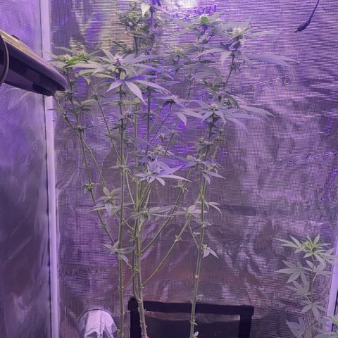 Mimosa Evo growlog timeline photo
