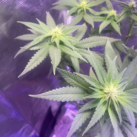 Mimosa Evo growlog timeline photo