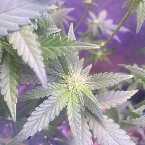 Mimosa Evo growlog timeline photo