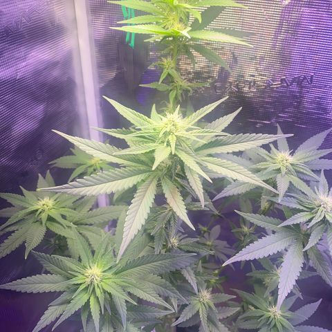 Mimosa Evo growlog timeline photo