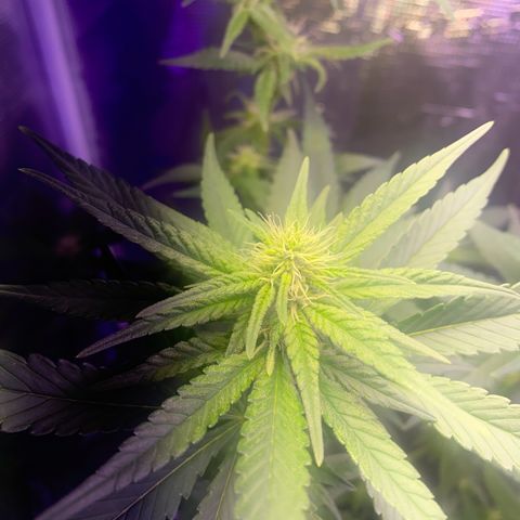 Mimosa Evo growlog timeline photo