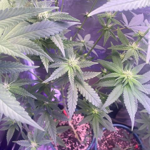 Mimosa Evo growlog timeline photo