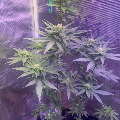 Mimosa Evo growlog timeline photo
