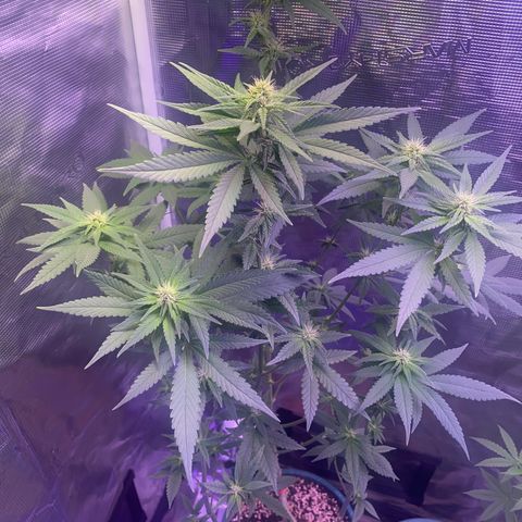 Mimosa Evo growlog timeline photo