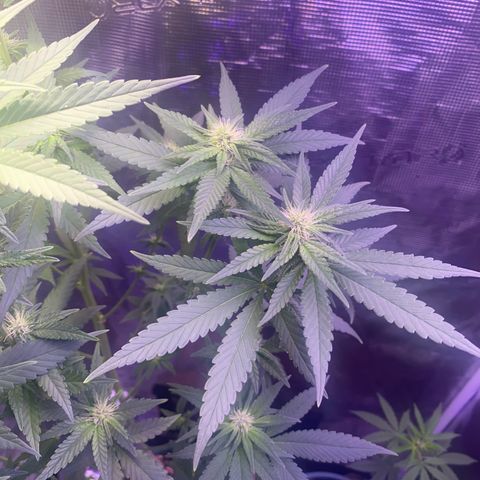 Mimosa Evo growlog timeline photo