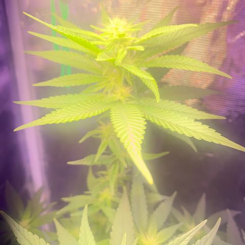 Mimosa Evo growlog timeline photo