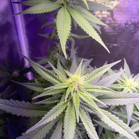 Mimosa Evo growlog timeline photo