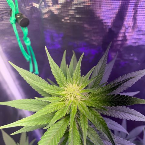 Mimosa Evo growlog timeline photo