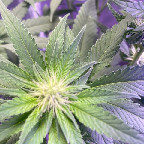 Mimosa Evo growlog timeline photo