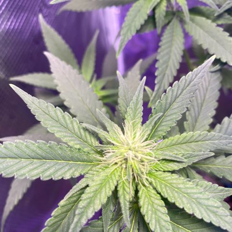 Mimosa Evo growlog timeline photo