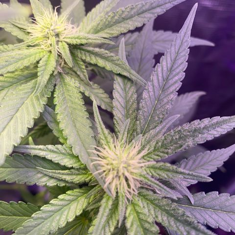 Mimosa Evo growlog timeline photo