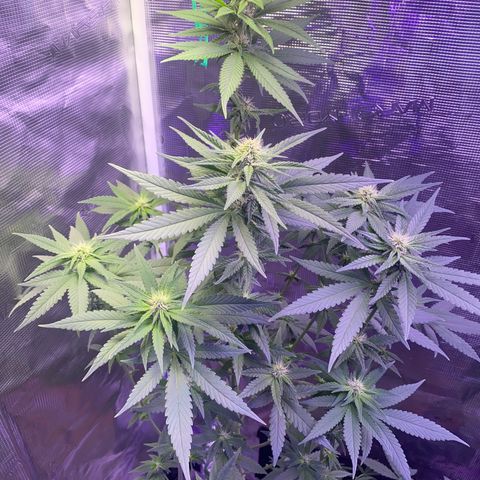 Mimosa Evo growlog timeline photo