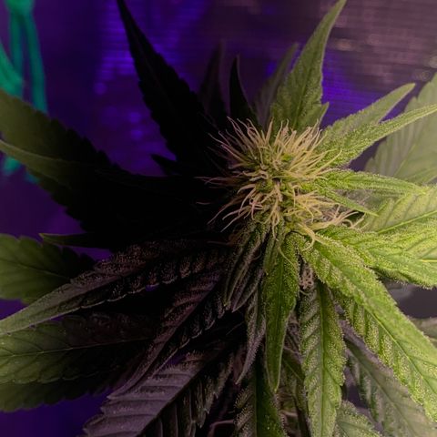 Mimosa Evo growlog timeline photo