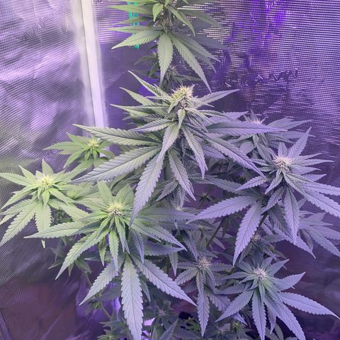 Mimosa Evo growlog timeline photo