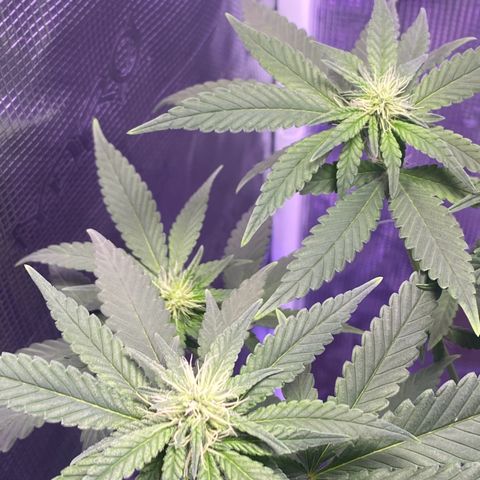 Mimosa Evo growlog timeline photo