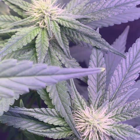 Mimosa Evo growlog timeline photo