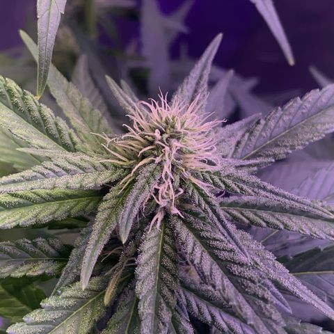 Mimosa Evo growlog timeline photo