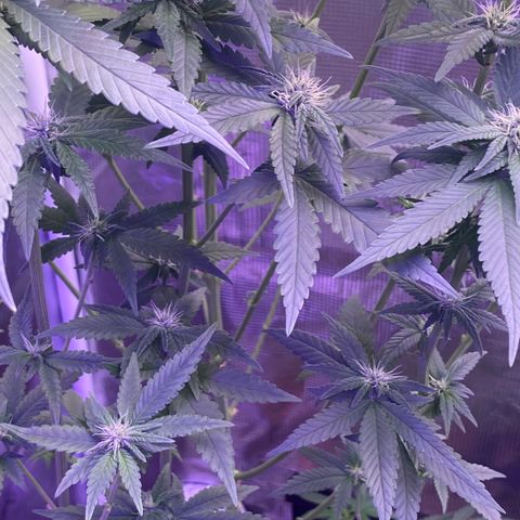 Mimosa Evo growlog timeline photo
